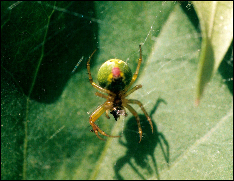 Araniella sp.